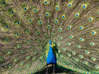 Obraz premium Peacock showing off