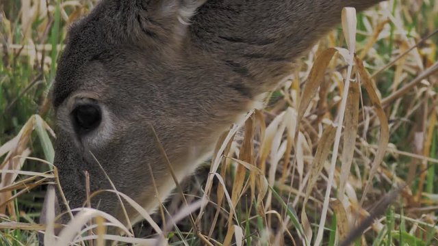 White Tailed Deer close up portrait head shot feeding down on grass low angle. Slow Motion 1080p HD. Washington, USA