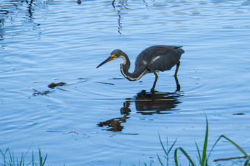 A blue gray Tricolored Heron (Egretta tricolor) in a pond at Indian Riverside Park, Jensen Beach, Martin County, Florida, USA