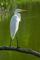White Great Egret (Ardea alba) standing on a branch over water at Indian Riverside Park, Jensen Beach, Martin County, Florida, USA