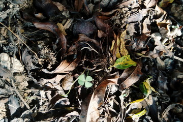 four leaf clover on the floor