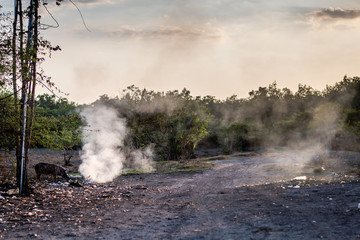 pigs eating burning trash in Guatemalan village