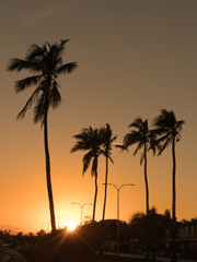 Fototapeta na wymiar Palm trees sunset orange vertical tropical landscape