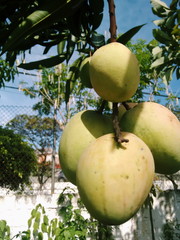 Four green mangoes on tree. 