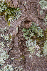 Green moss and lichen layers on bark of a tree background ~NATURE'S TEXTURES~