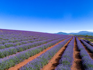 Fototapeta na wymiar Lavender Farm Tasmania Australia Landscape 