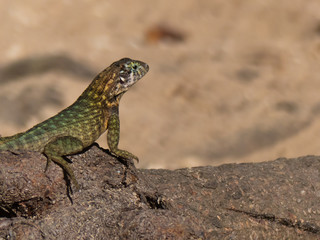 Small lizard portrait nature sunny day tree 