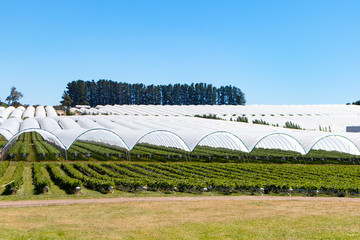 Berry farm Tasmania Australia