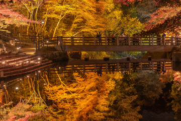 Night view of autumn leaves in the traditional park , Aichi, Japan