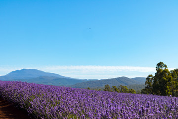 Naklejka premium Lavender Farm Tasmania Australia Landscape 
