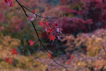 Red autumn leaves in rainy day. Gifu, Japan