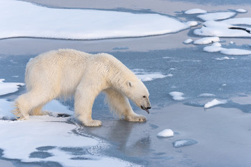 Polar bear with his tongue sticking out stepping onto thin ice