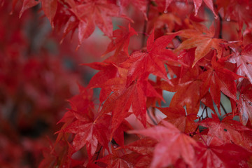 Naklejka na ściany i meble Red and wet autumn leaves in rainy day