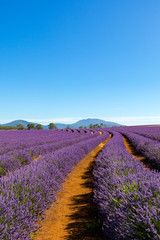 Fototapeta na wymiar Lavender Farm Tasmania Australia Landscape 