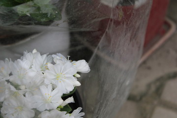 white flowers
