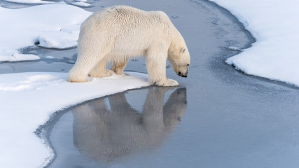 Polar Bear looking at his reflection as he steps onto thin ice