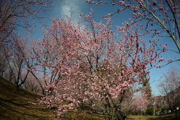 魚眼撮影桃の花