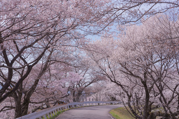 Beautiful sakura road in Japan