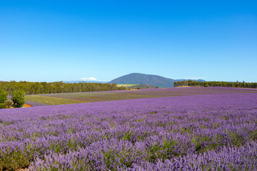 Obraz premium Lavender Farm Tasmania Australia Landscape 