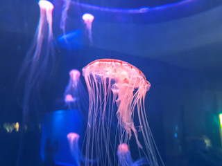 Image of jellyfish Chrysaora pacifica