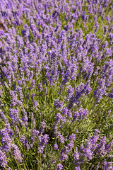 Close up lavender plants bees Tasmania Australia