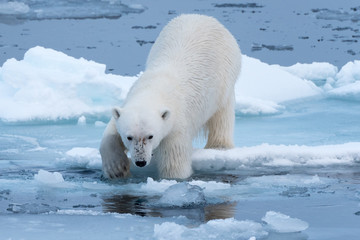 Fototapeta na wymiar Polar bear entering the ocean from the ice