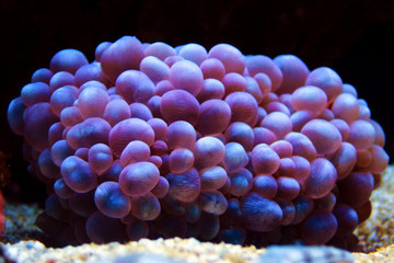White pearl bubble LPS coral in isolated shot - (Plerogyra sinuosa) 