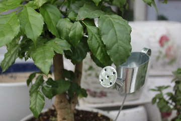 plant in a pot