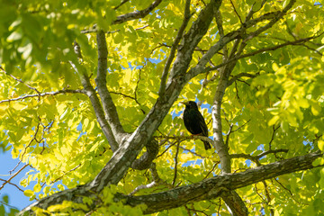 Obraz premium Starling bird on a tree branch