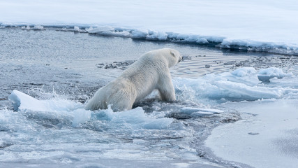Polar bear falling through thin ice into the ocean