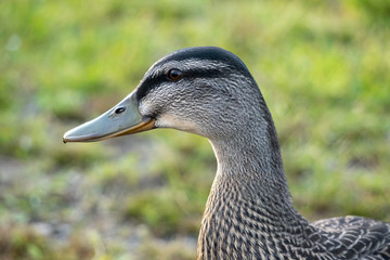 Duck Profile Portrait in Grass near Taupo in New Zealand