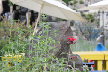 red flower