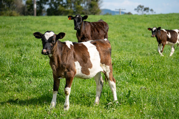 Naklejka na ściany i meble Young calves in meadow in New Zealand