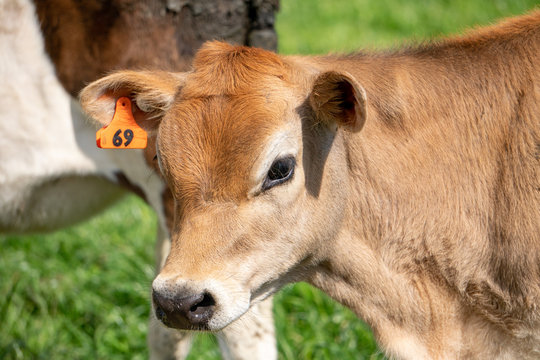 Young Brown Calf in New Zealand