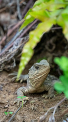 Young male tuatara reptile