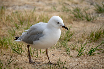 Black-billed gull at New Chums Beach in Coromandel Peninsula, New Zealand