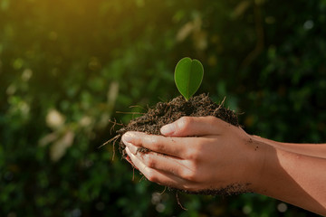 Little child hands take care and plant young seedling on a black soil. Earth day concept. © TinPong
