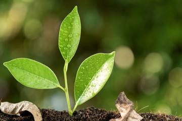 Selective focus on Little seedling in black soil