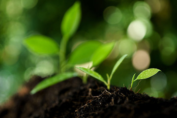 Selective focus on Little seedling in black soil