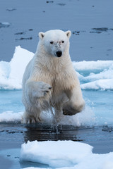 Polar bear leaping across a gap in the ice, head on, close up