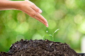Water drop from little hand to young seedling