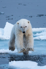 Obraz na płótnie Canvas Polar Bear leaping a gap in the ice, head on close up, mid-air