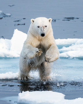 Polar Bear leaping a gap in the ice, head on close up, mid-air