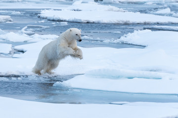 POlar Bear jumping a gap in the sea ice