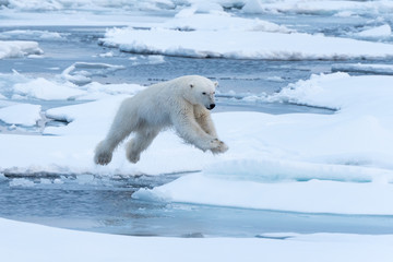 Obraz na płótnie Canvas POlar Bear jumping a gap in the sea ice