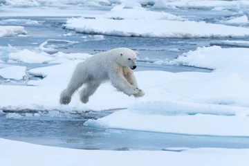 Fototapeten Eisbär springt durch eine Lücke im Meereis © James Stone
