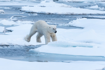 POlar Bear jumping a gap in the sea ice