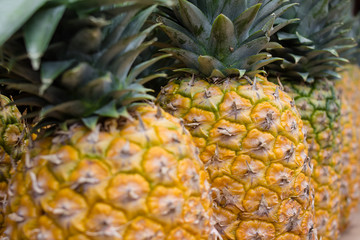 Mature and fresh pineapples.