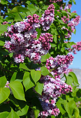 Close-up view of branch of blossoming pink lilac against the blue sky in the garden. Bright spring background