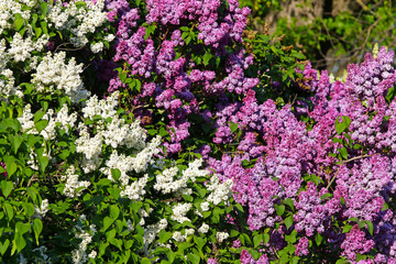 Obraz premium Close-up natural pattern made of branch of blossoming white and pink lilac in the garden. Bright spring background